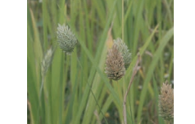 Canary Grass