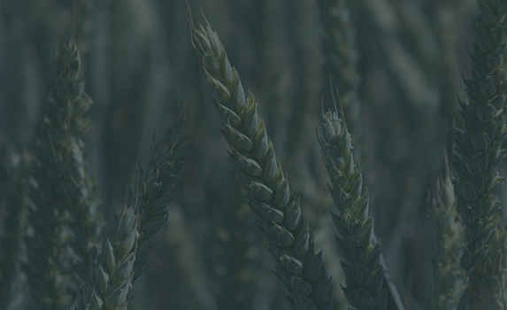 Agrii CTA Cereals Winterwhea
