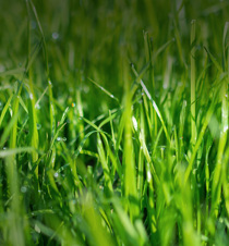 Agrii Header Grass