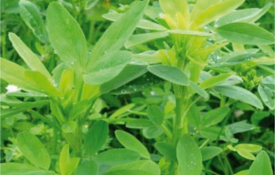 Tabor Berseem Clover