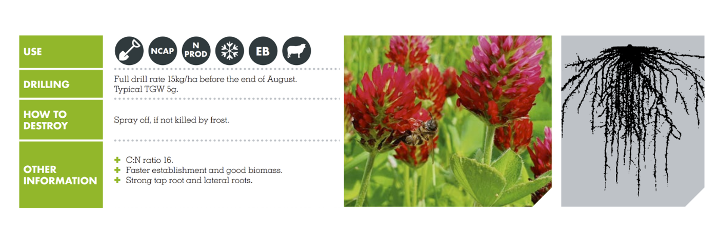 CRIMSON CLOVER – HEUSERS OSTSAAT