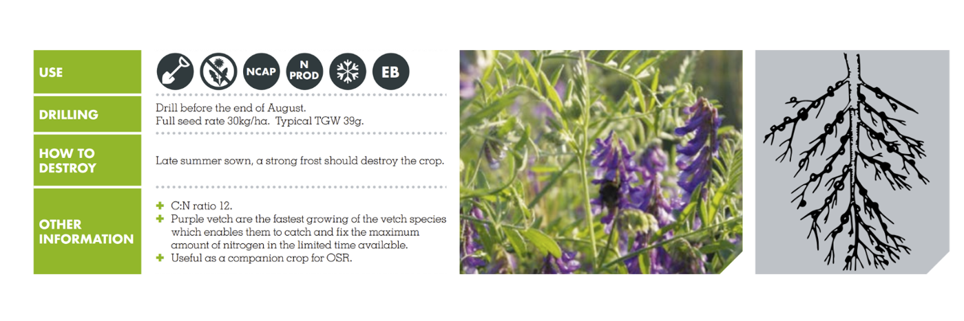 PURPLE SPRING VETCH – BINGO TITANE