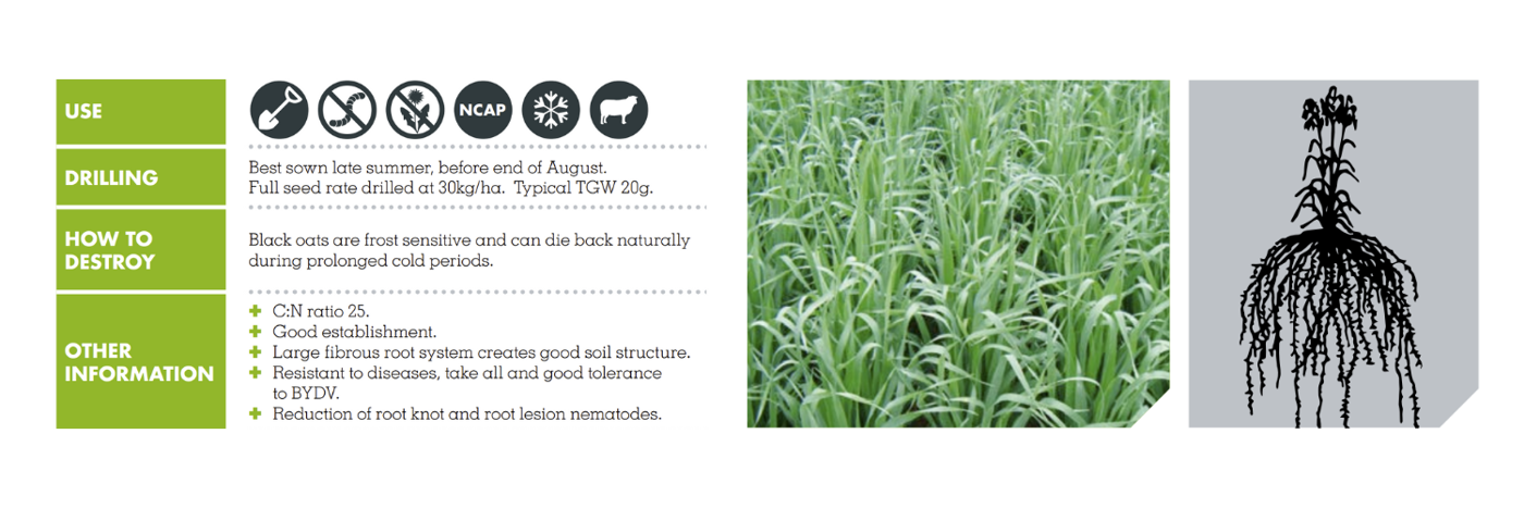 BLACK OATS – TOSCANE LUXURIAL