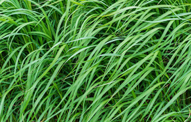Close up of grass crop