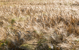 Agrii Crops Cereals Winterbarley 1