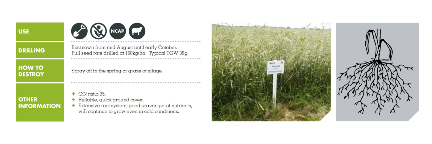 FORAGE RYE – HUMBOLT POWERGREEN