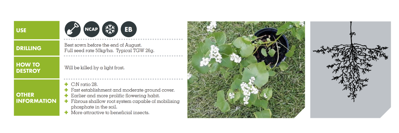 COMMON BUCKWHEAT (FAGOPYRUM ESCULENTUM)