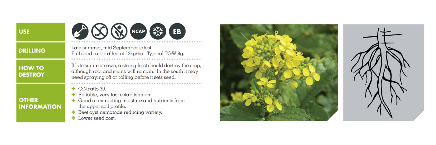 WHITE MUSTARD – BRACO P