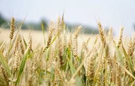 AGRILAND Wheat 1125X720