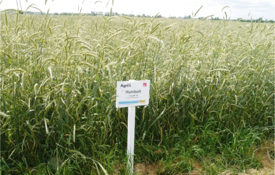 Humbolt Protector  Forage Rye