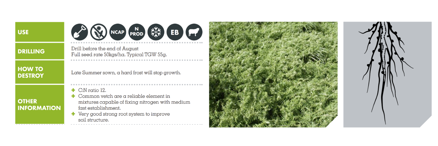 COMMON VETCH – ARGON