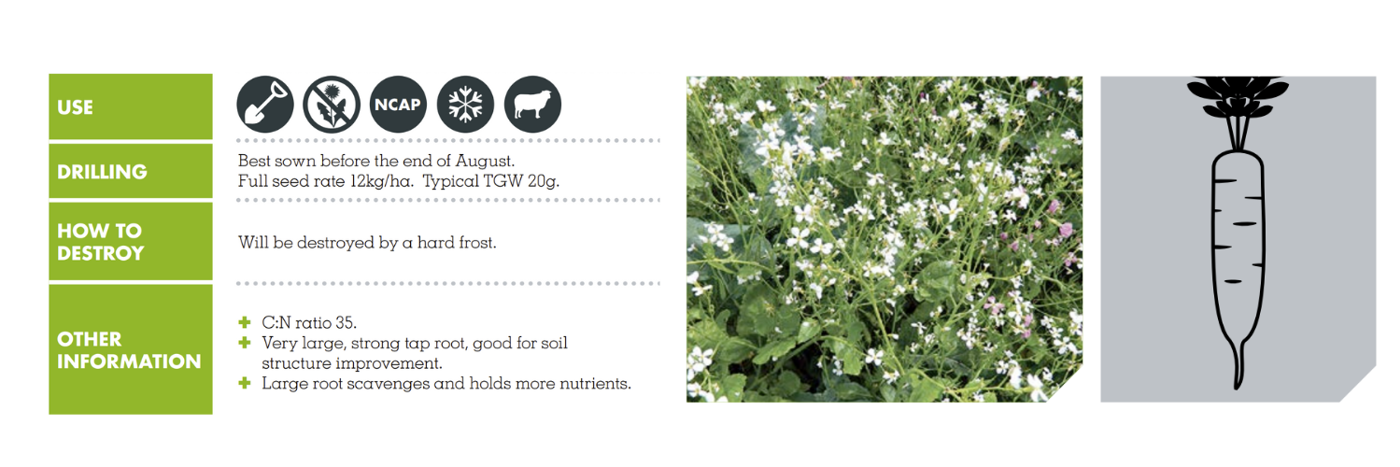 About ASIAN DAIKON RADISH