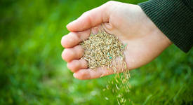 Agrii Card Seeds