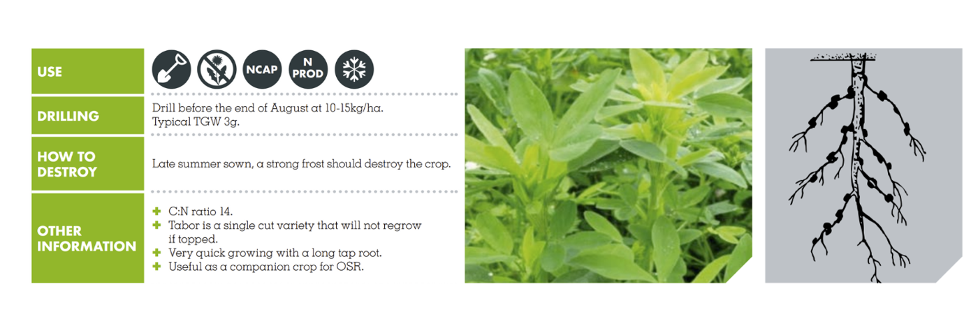 all about BERSEEM CLOVER – TABOR