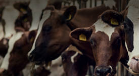 Agrii Livestock