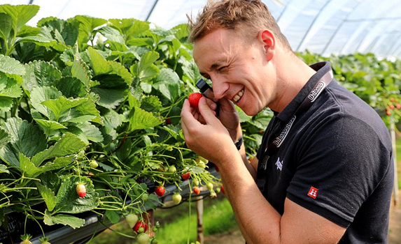 Horticultural Specialist inspecting Strawberry Crops