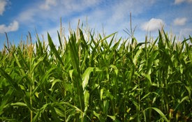 Maize Crop