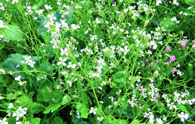 Radish crop in flower