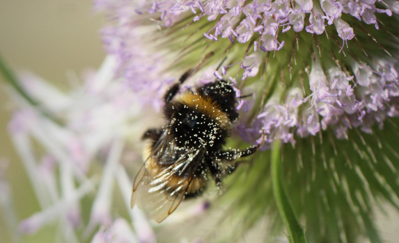 Bees