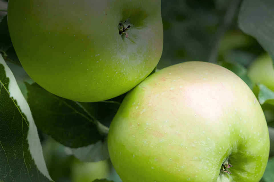 Agrii Header Fruit