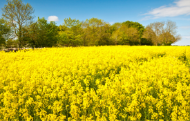 Winter Oilseed Rape with Tramlines