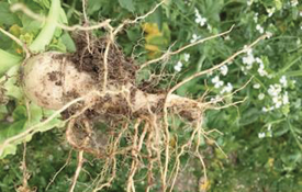 Smart Radish root image