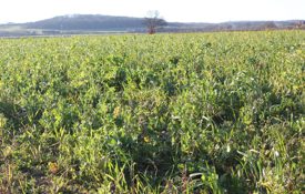 A Good Cover Mix After Field Vegetables 