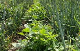 Companion Crop Haricot