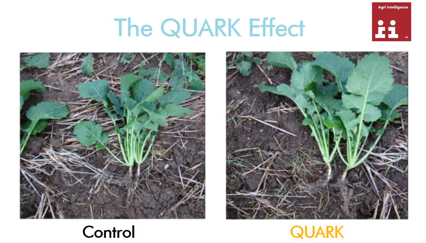 the quark effect on root growth