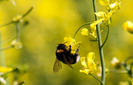 Bee on OSR Flower
