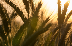 Sustainable Crops wheat at sunset