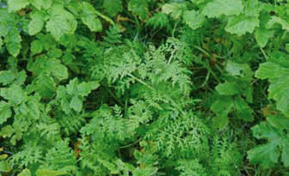 Cover crop mixture