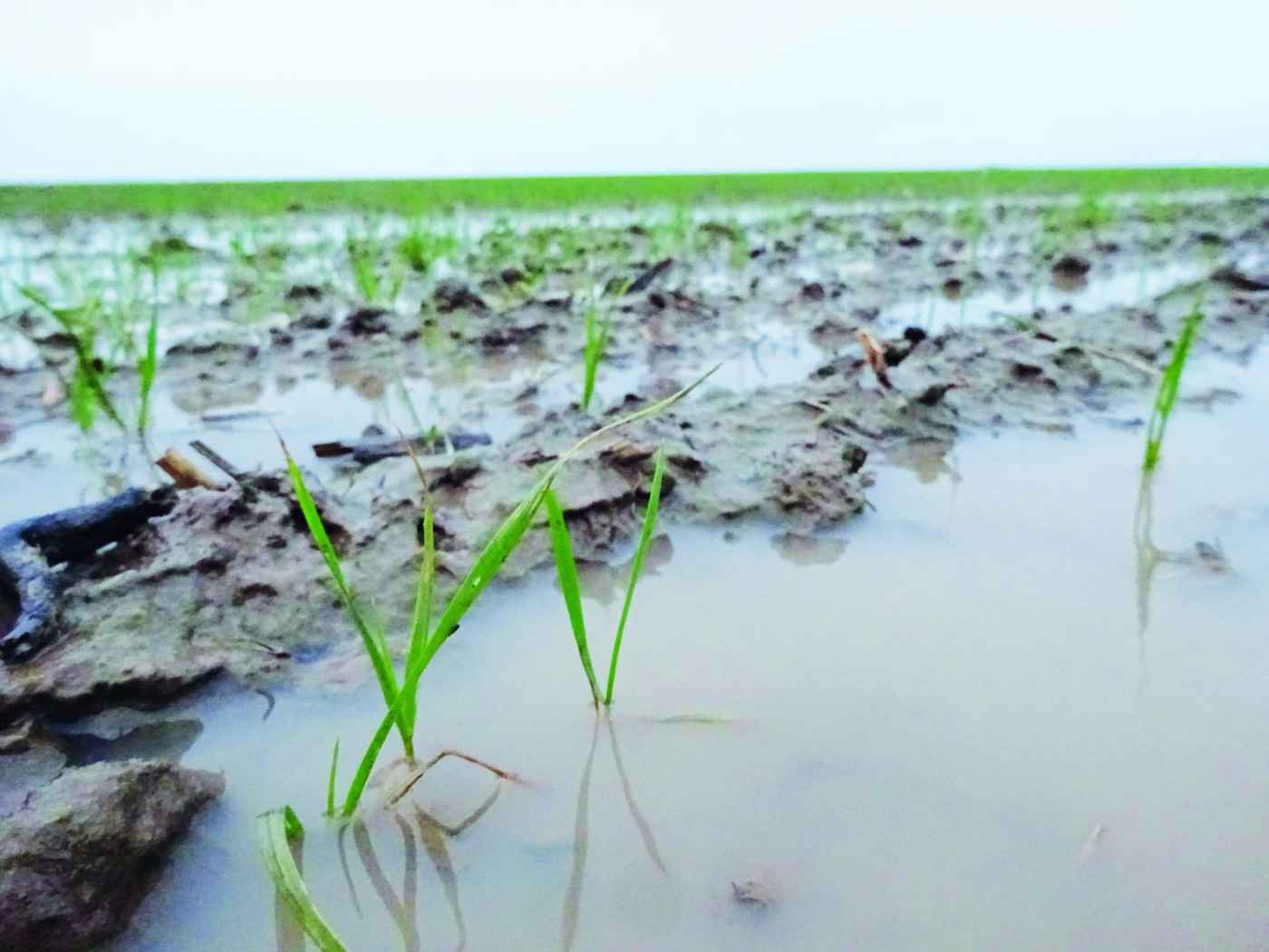 Waterlogging On Headland