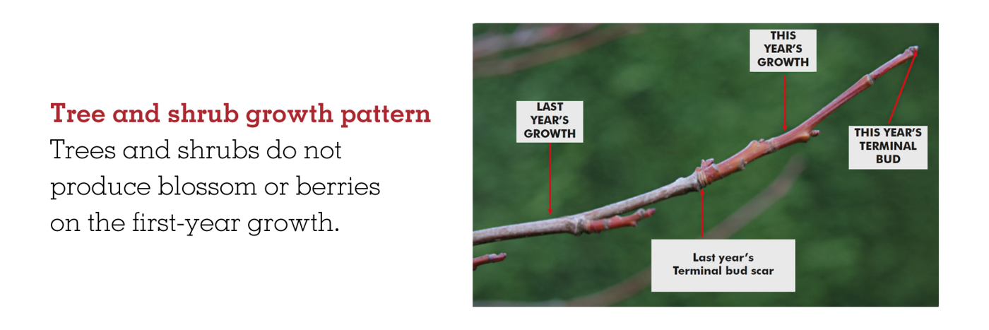 Tree And Shrub Growth Pattern