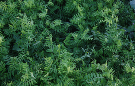 Hairy Vetch crop from above