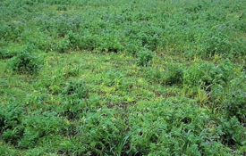 Agrii Cover Crops