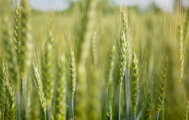 Agrii Crops Cereals Springwheat 2