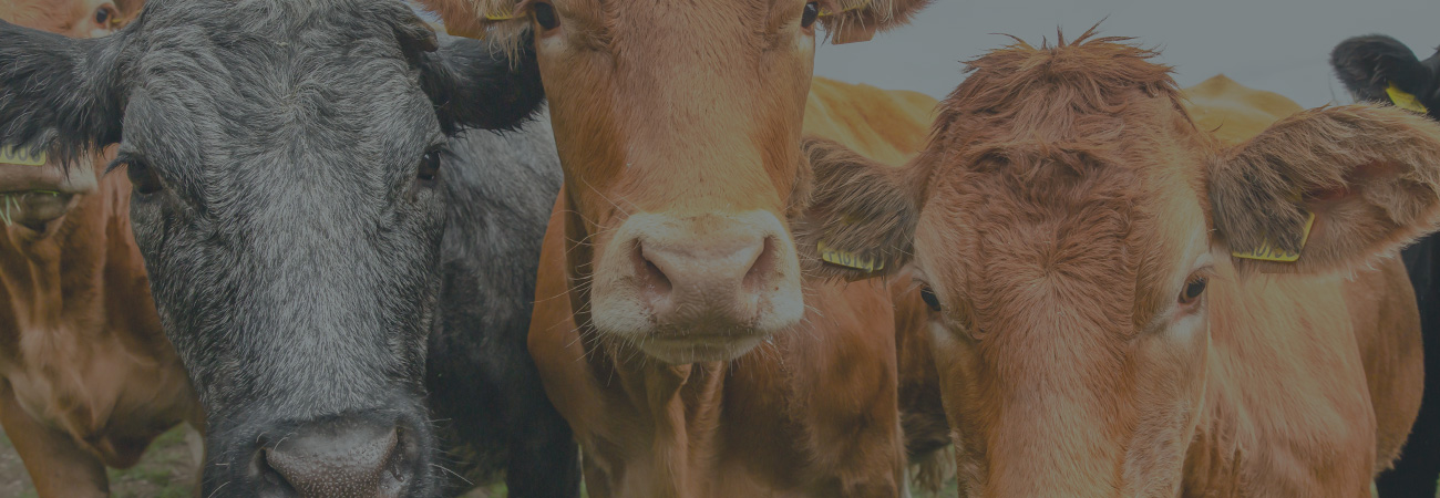Agrii CTA Cows