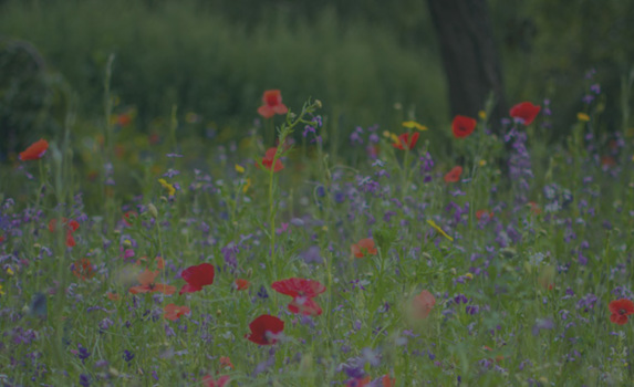 Agrii CTA Wildflowers