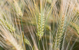 Agrii Crops Cereals Springbarley 1