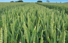 Bamford At T3 600X800