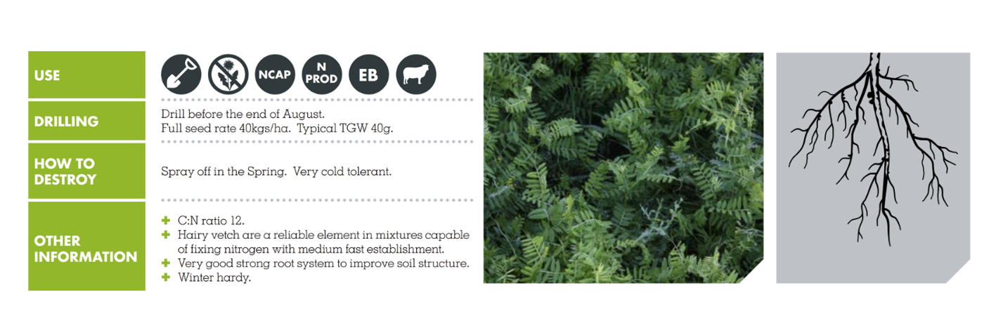  HAIRY VETCH – HUNGVILLOSA REA