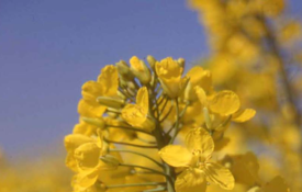 Close up Oilseed Flowering 