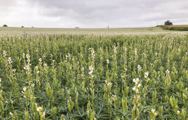 Lupins At Alkmonkton Old Hall Farm